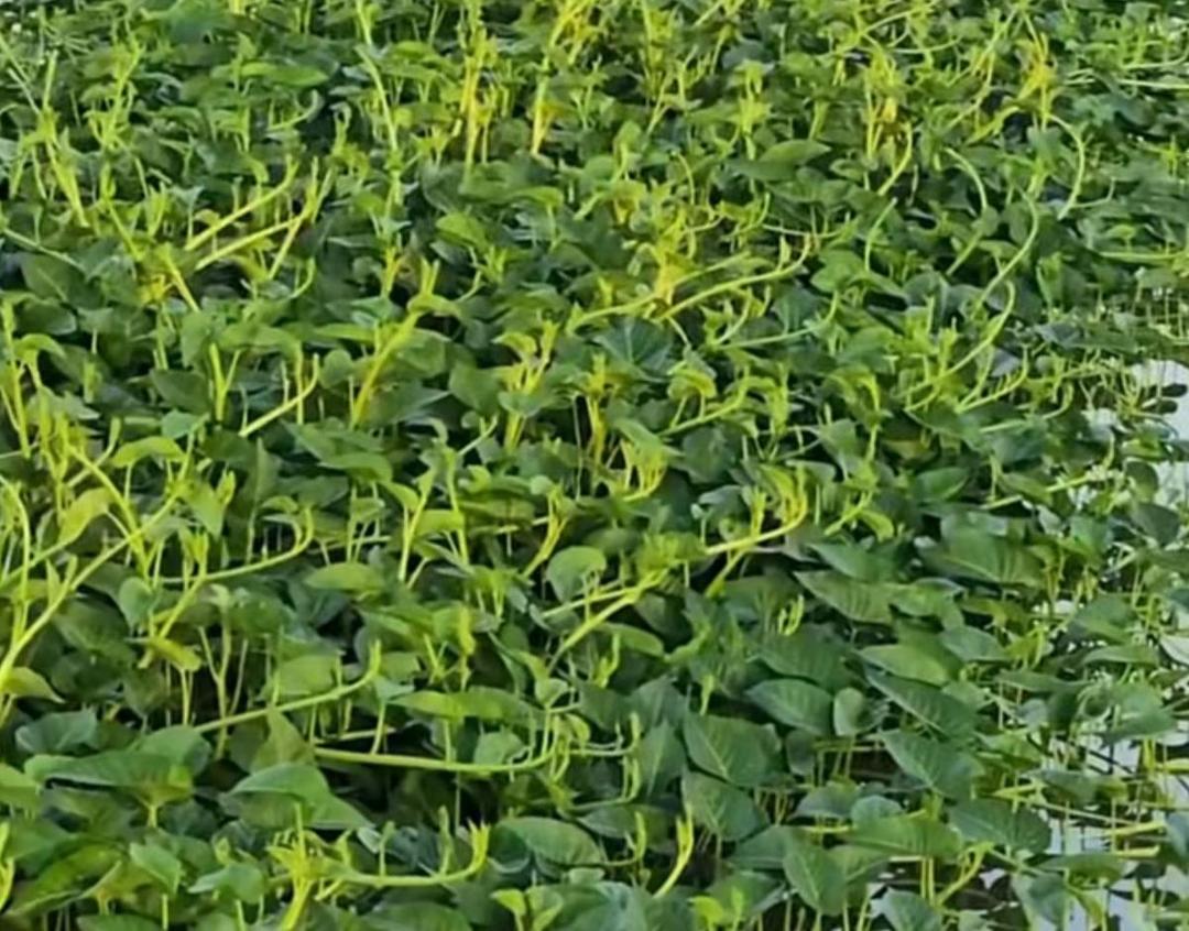 6 Tanaman Sayur Bisa Tumbuh Baik di Air Kotor, Gak Rewel